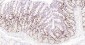 PCNA Rabbit pAb